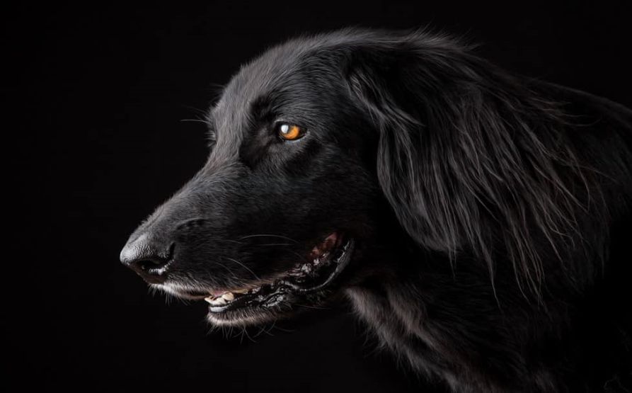 تفسير حلم الكلاب السوداء في المنام وماذا عن رمز الكلاب السوداء