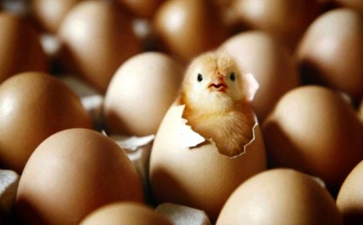 تفسير حلم فقس البيض في المنام حلم بيض الدجاج يفقس كتاكيت