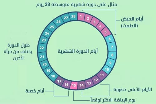 دورة طمثية 28يوم