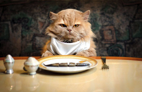 وصفات اكل للقطط وصفات سهلة وبسيطة لأكل القطط