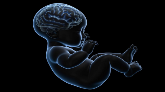 متى يبان ضمور الدماغ عند الجنين وفق تجارب جامعة أوريغون