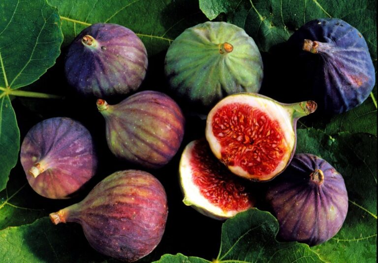 10 فوائد لتناول التين خلال الرضاعة الطبيعية