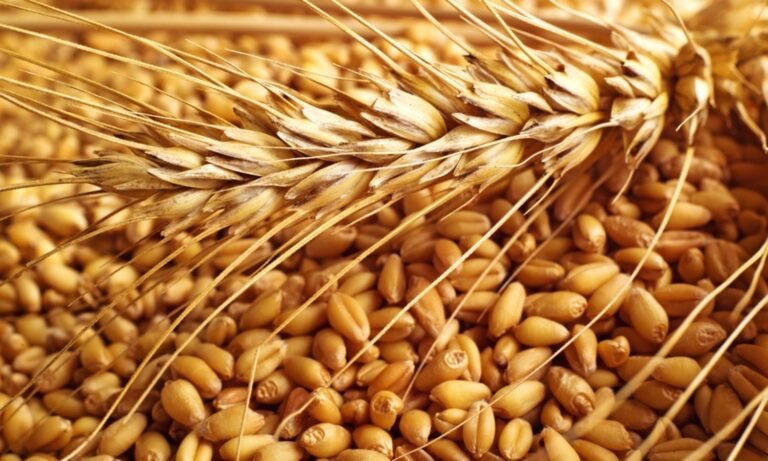 فوائد استخدام قمح الديورم