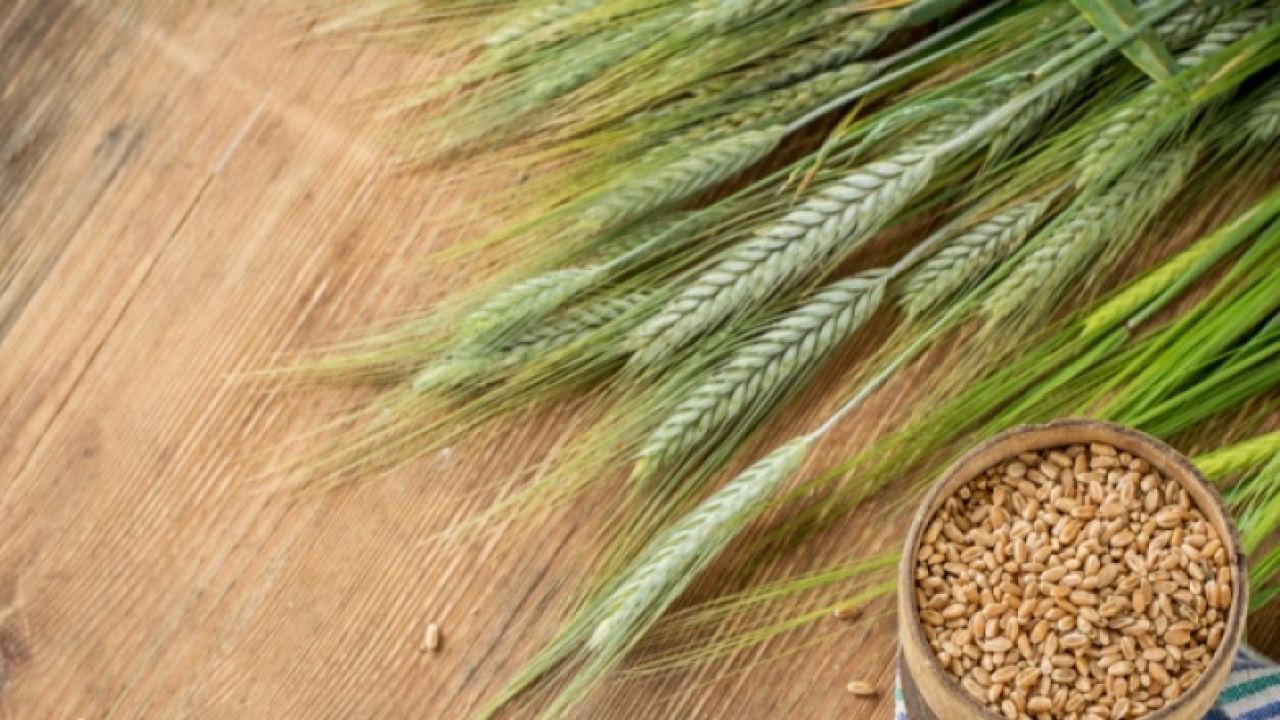 فوائد الشعير للشعر وصفات طبيعية