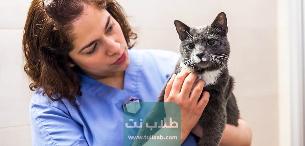 متى يكون أول تطعيم للقطط في الكويت