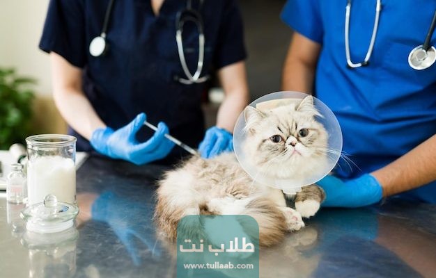 تطعيمات القطط في الكويت