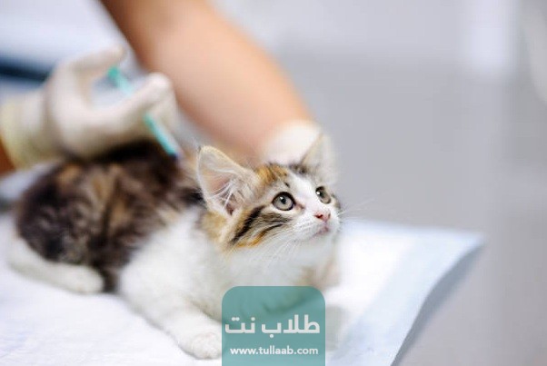 جدول تطعيمات القطط الشيرازي في الكويت