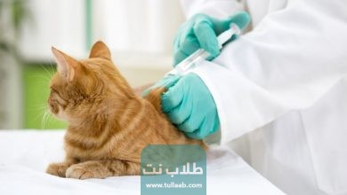 أسعار تطعيمات القطط في الكويت 2023