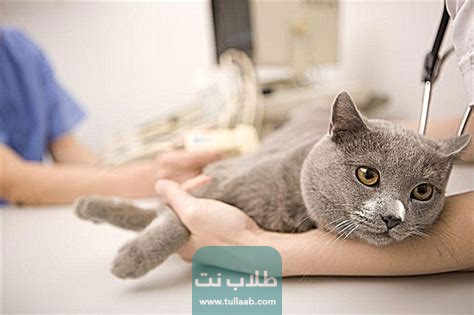 معلومات هامة عن تطعيم القطط المنزلية