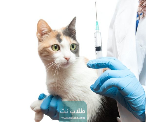 جدول تطعيمات القطط في الكويت 2023