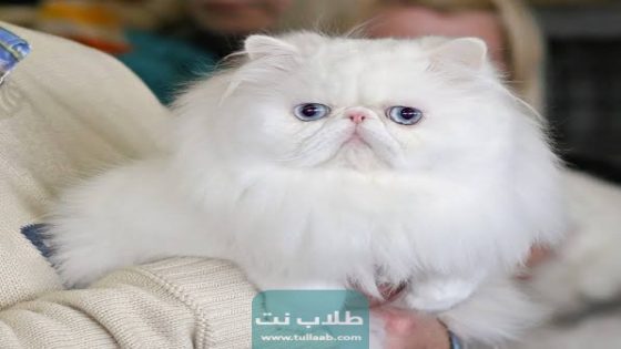جدول تطعيمات القطط الشيرازي في الكويت