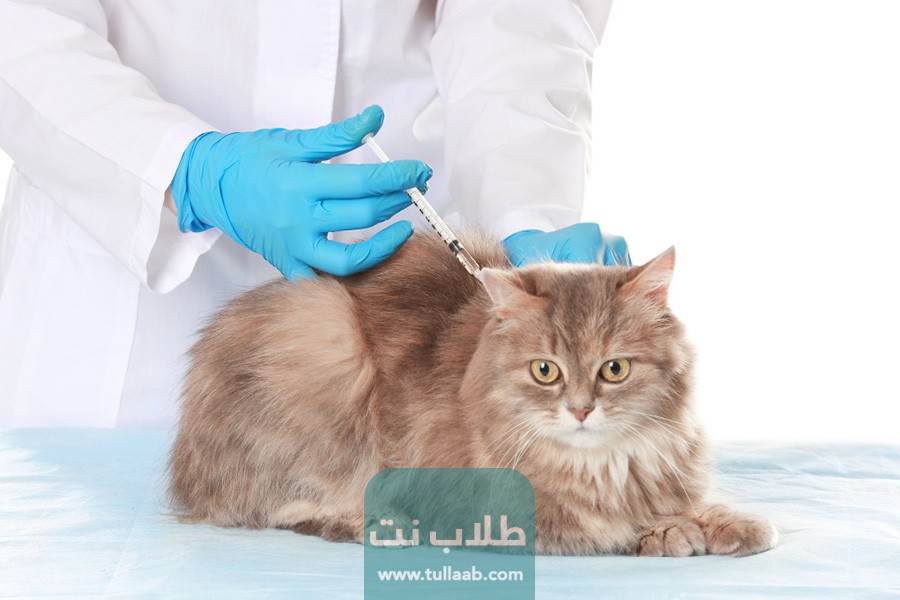 متى يكون أول تطعيم للقطط في الكويت