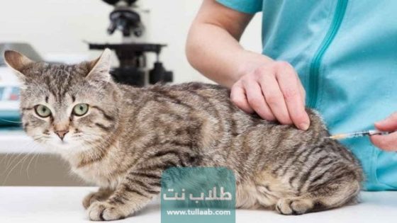 أسعار تطعيمات القطط في الكويت 2023
