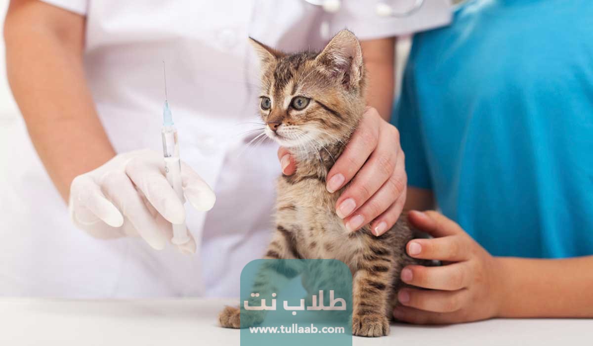 أعراض تطعيم القطط