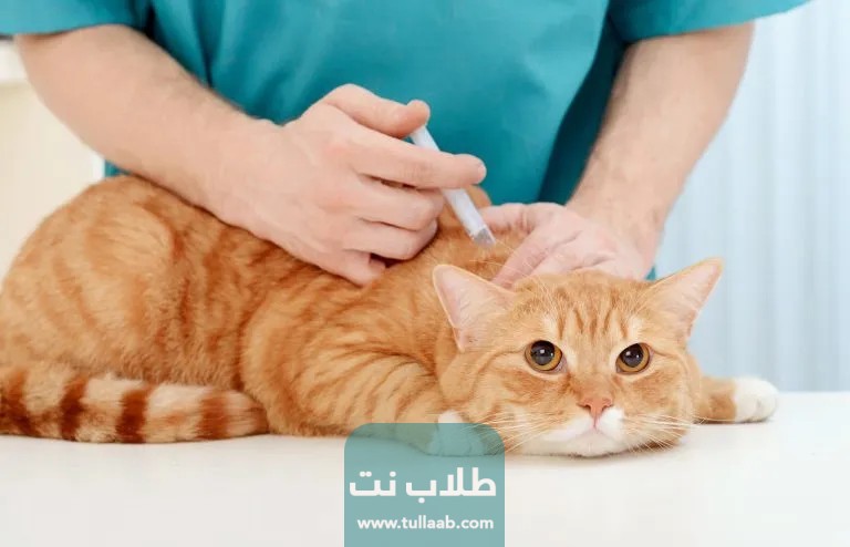 كمية التطعيمات واللقاحات اللازمة للقطط