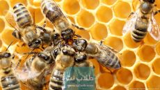 رابط الاستعلام على برنامج دعم العسل ريف