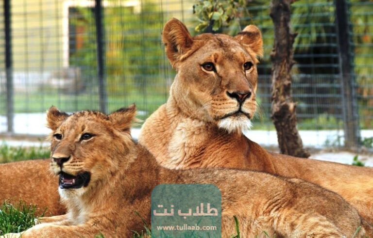 الغابة الصغيرة في الكويت