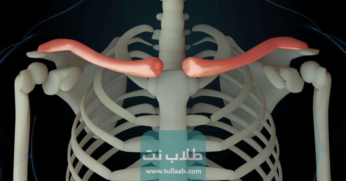ألم عظمة الترقوة