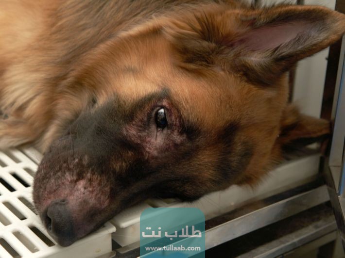 فطريات الكلاب