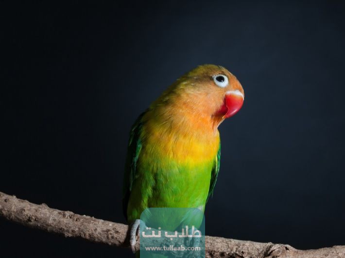 طائر الفيشر