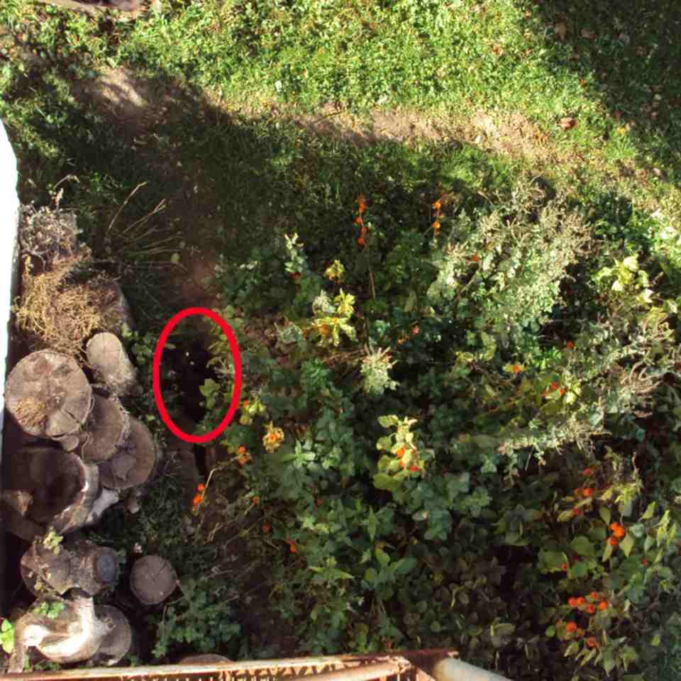 «لو نظرك 6/6 هحلها». 4 بقعة القط في الحل في الفناء الخلفي