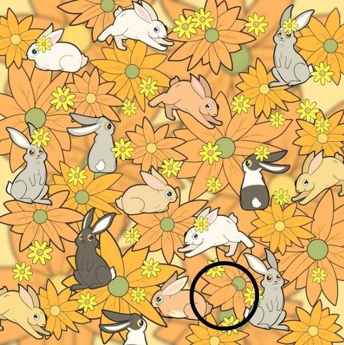 "يجب أن تكون لماح".. ساعدت الأرانب وأشهر الأرانب على المخفية اليهودية في 11 ثانية! 4 مختبر تركيزك.. وأعثر على المجرية المخفية في 11 ثانية!