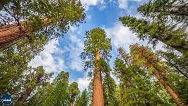 معنى كلمة سكويا