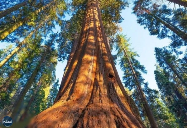 معنى كلمة سكويا