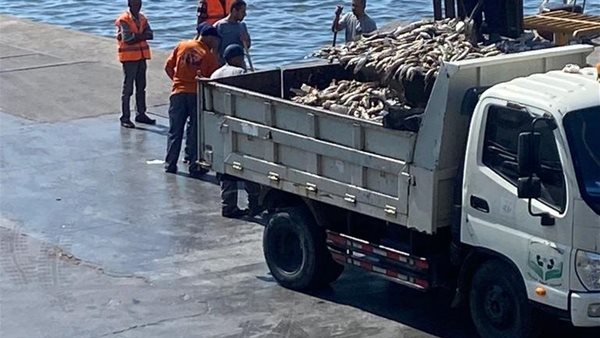 سحب عينات عشوائية وتحليلها.. الحكومة توضح حقيقة بيع أسماك نافقة في الأسواق