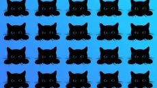 «لغز عايز نظر 6/6».. هل يمكنك رؤية القط المختلف المختبئ خلال 15 ثانية؟ 