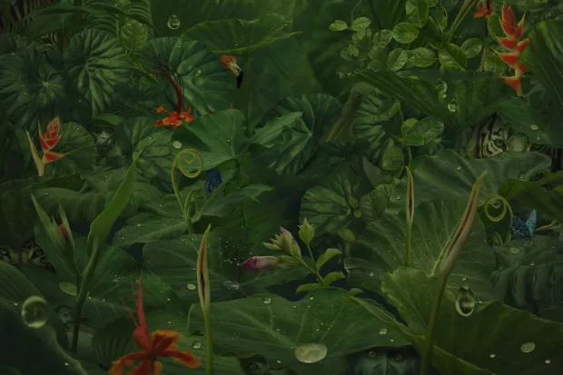 «لغز محتاج المفتش كرومبو».. هل يمكنك اكتشاف 7 وجوه مخفية في الغابة خلال 10 ثوان؟