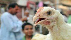 عاجل| الحكومة توضح حقيقة ظهور حالات بشرية مصابة بسلالة جديدة من أنفلونزا الطيور