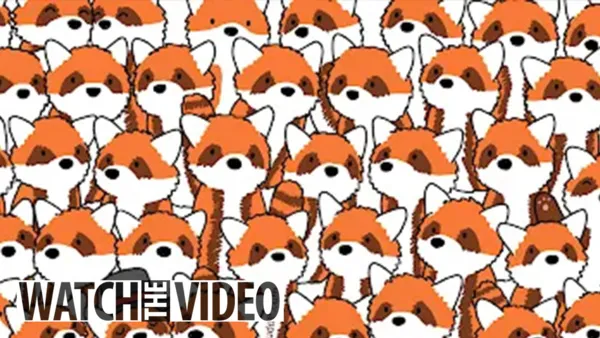 «لازم تكون لماح».. هل يمكنك العثور على الثعالب المختبئة بين الباندا الحمراء خلال 10 ثوانٍ؟