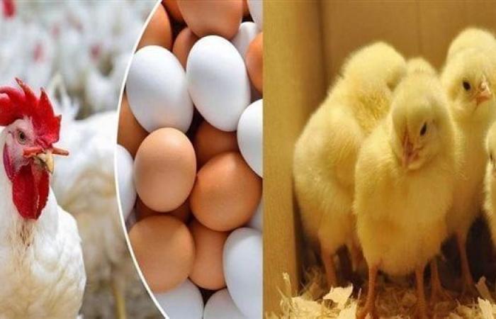 الفراخ وصلت كام؟.. أسعار الدواجن والبيض اليوم الأحد 12 نوفمبر 2023 في الأسواق