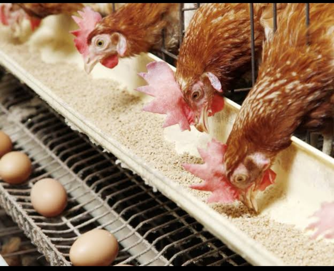 كيلو الفراخ بكام؟.. أسعار الدواجن والبيض اليوم الجمعة 10 نوفمبر 2023 في الأسواق