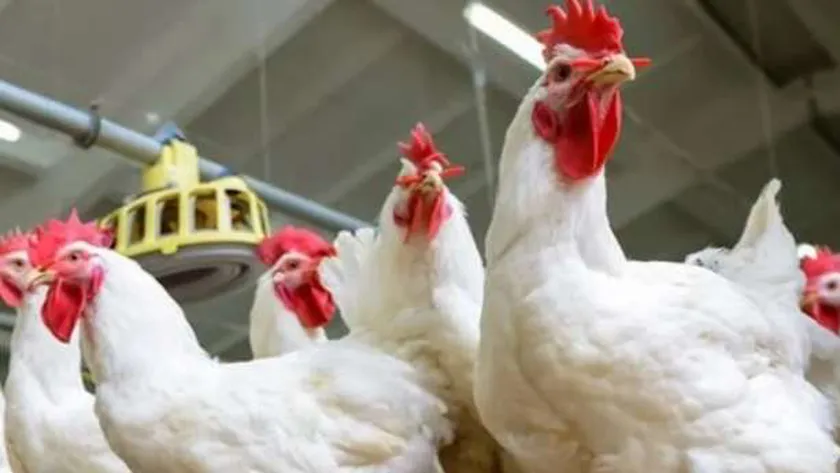 الفراخ وصل كام؟.. أسعار الدواجن والبيض اليوم السبت 11 نوفمبر 2023 من 3 التاريخ هو 11، 2023، 2023.