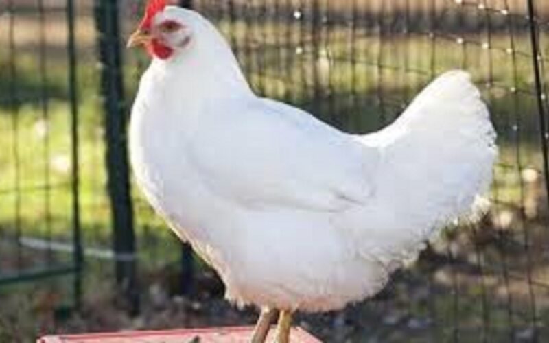 الفراخ وصلت كام؟... 3 التاريخ هو 12 و 2023 و 2023 و 2023.