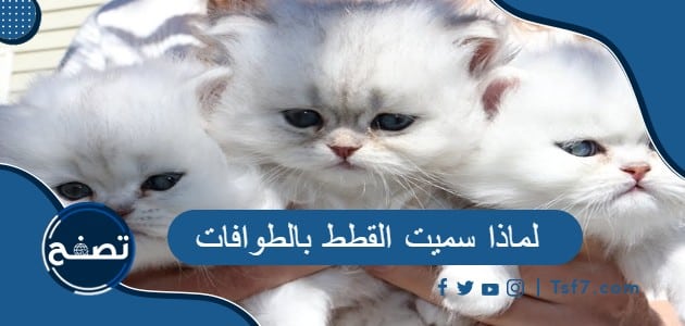 لماذا سميت القطط بالطوافات