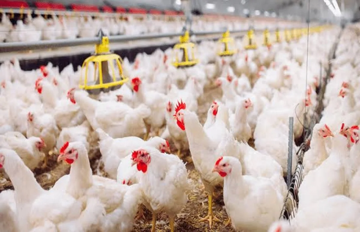"بورصة الدواجن اليوم".. من 13 إلى 3 أسعار الفراخ والبيض اليوم الاثنين 13 نوفمبر في العرق
