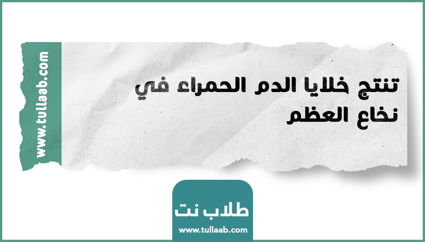 تنتج خلايا الدم الحمراء في نخاع العظم