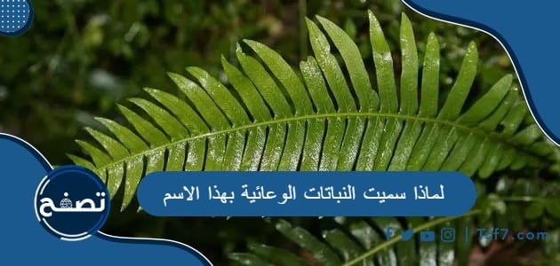 لماذا سميت النباتات الوعائية بهذا الاسم