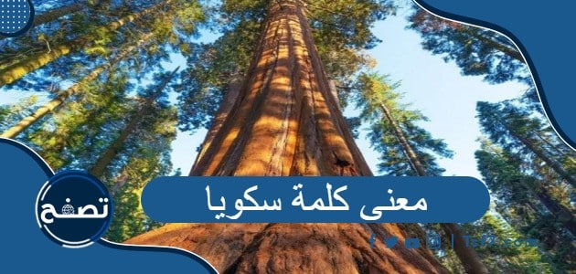 معنى كلمة سكويا ، وش معنى سكويا