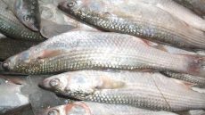 أسعار الأسماك اليوم، تراجع سعر البوري 15 جنيهًا في سوق العبور