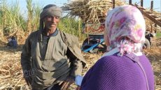 الخير في صعيد مصر، رحلة معايشة مع عمال الشحن بموسم حصاد القصب بقنا (فيديو)