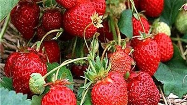 فوائد الفراولة، غنية بفيتامين سي ومضادات الأكسدة