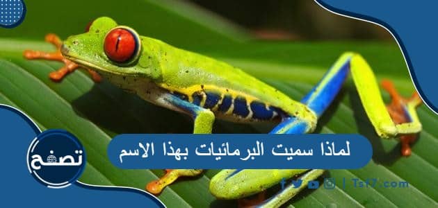 لماذا سميت البرمائيات بهذا الاسم
