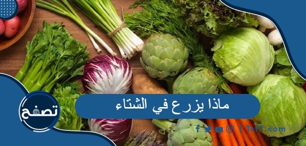 ماذا يزرع في الشتاء ، نصائح لزراعة الخضروات في الشتاء