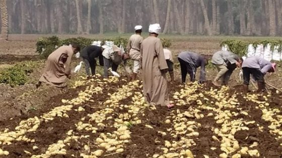 الزراعة تكشف موقف توفير تقاوي البطاطس لمنع ارتفاع سعر المحصول