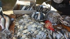 أسعار الأسماك اليوم، ارتفاع البلطي والبوري في سوق العبور