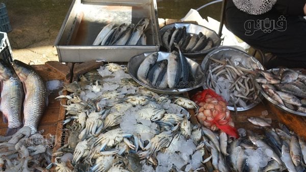 أسعار الأسماك اليوم، ارتفاع البلطي والبوري في سوق العبور